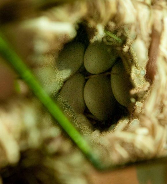 .Pintail-eggs-at-2-weeks-2-1.jpg