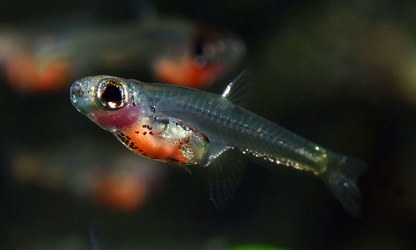 fish.jpg