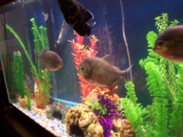 000_1293.JPG 000_1293.JPG