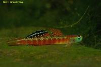 stiphodon_rutilaureus.jpg