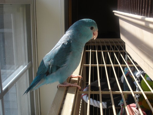 blue 001.JPG