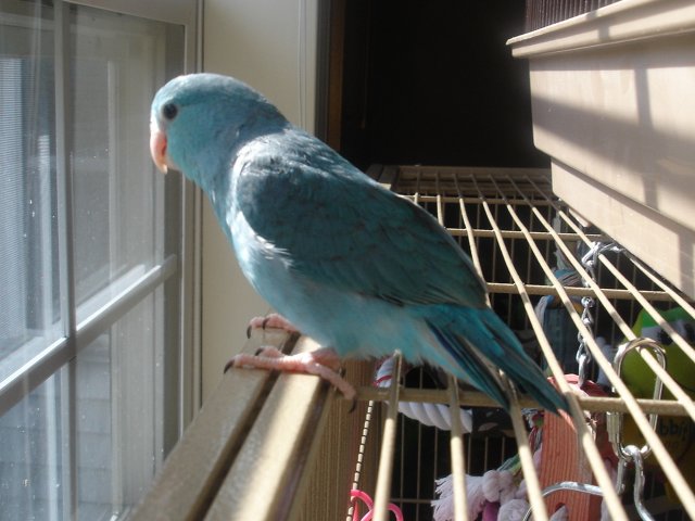 blue 002.JPG