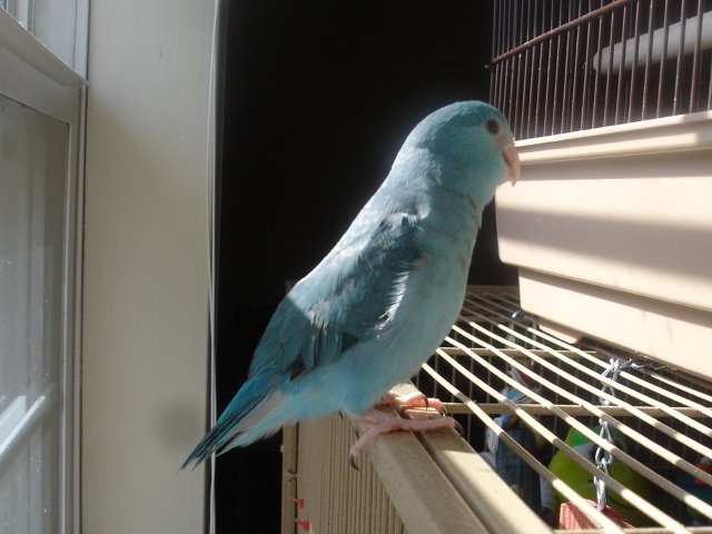 blue 014.JPG