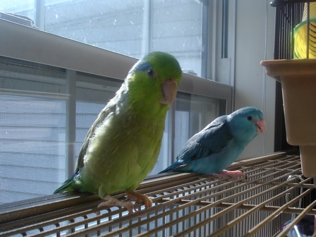blue 015.JPG