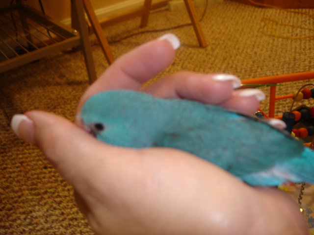 blue 020.JPG