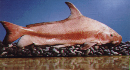 whatisit.jpg