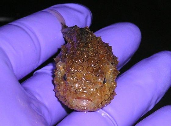 Small Fish 1.JPG