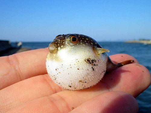 Small Fish 2.JPG