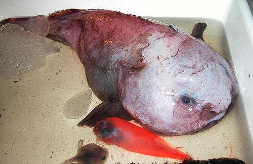 Fishy fish.JPG