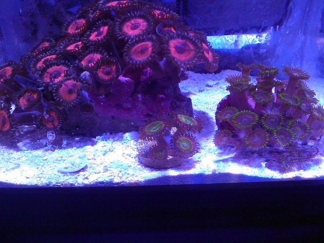 Phone Pictures 240.jpg