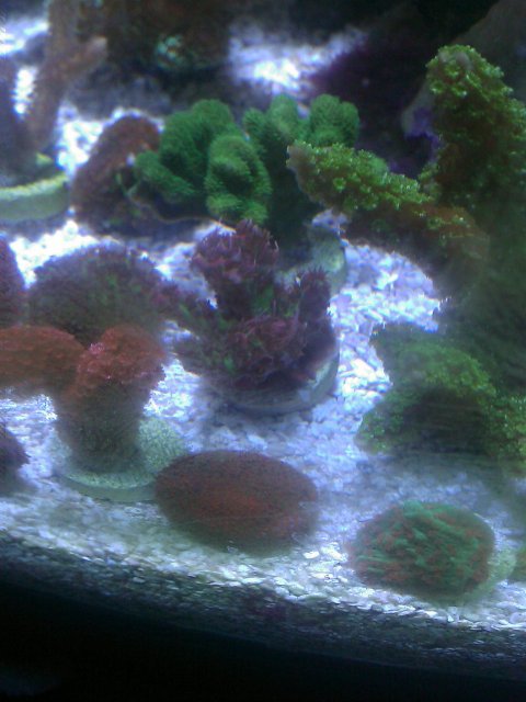 Phone Pictures 248.jpg