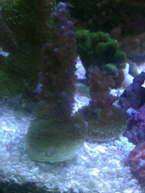 Phone Pictures 250.jpg