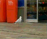 seagull-thief.gif