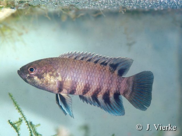 Microctenopoma Nanum.jpg