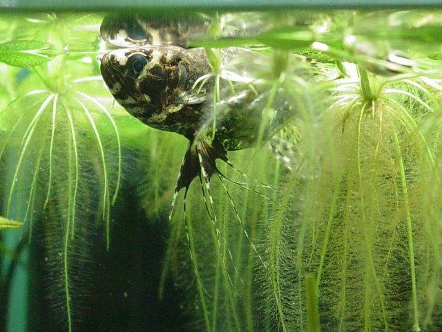 Red Root Floaters 002.jpg