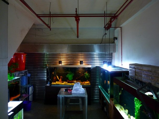 Fishroom.jpg