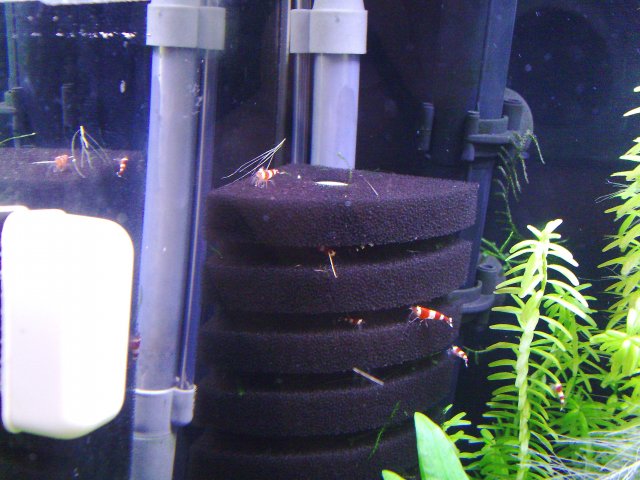 CRS & CBS 009.jpg