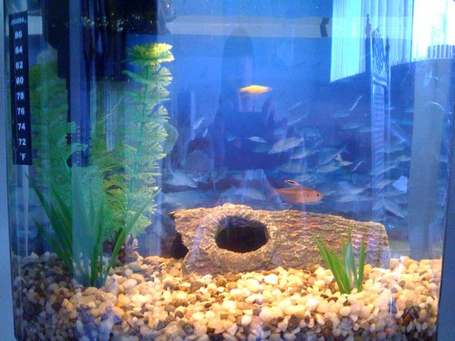 fishtank.jpg