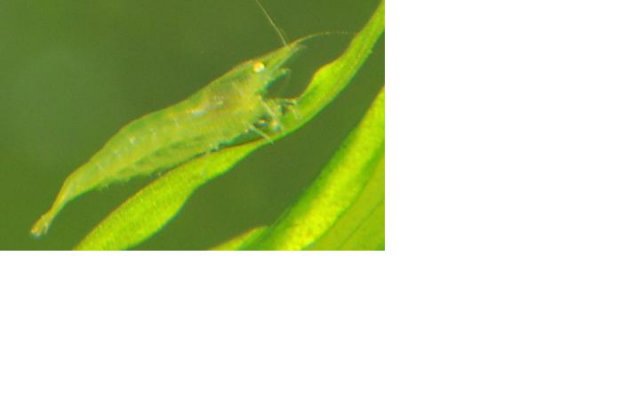 green shrimp.JPG