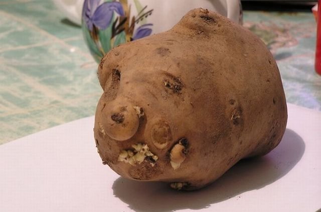 potato-animal.jpg