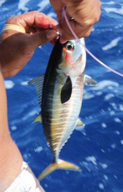 Charter Trip 02 Yellow Tail Bait Michelle Caught.jpg