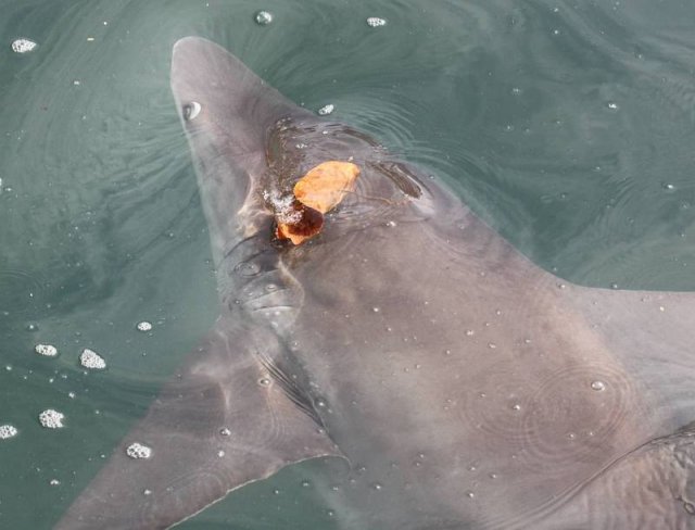 Charter Trip 10 Shark eating fish guts.jpg