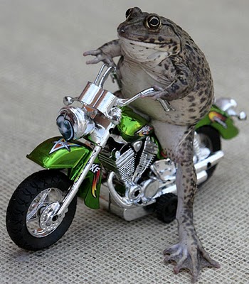 TOAD.jpg