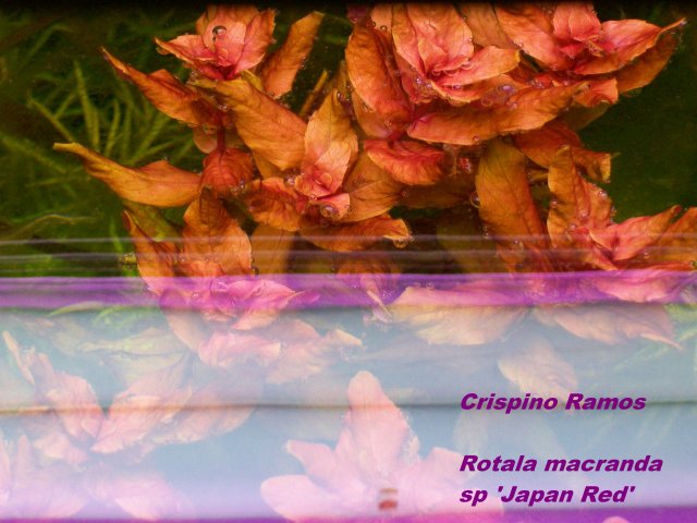 Rotala macranda sp 'Japan Red'.jpg Rotala macranda sp 'Japan Red'.jpg