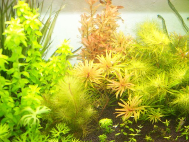 Ludwigia 'Cuba'.jpg Ludwigia 'Cuba'.jpg