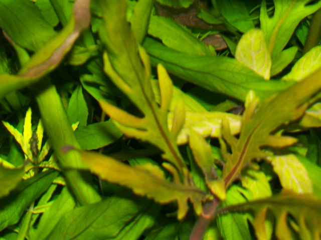 Hygrophila sp Bihar.jpg Hygrophila sp Bihar.jpg