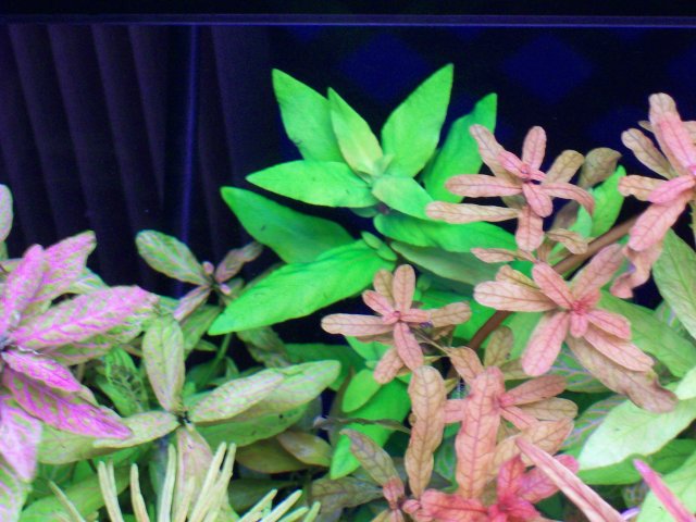 Nessaea sp 'Triflora'.jpg