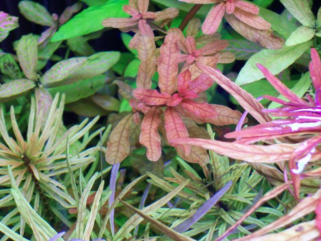 Ludwigia inclinata.jpg