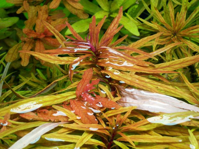 Ludwigia inclinata verticillata 'Cuba'.jpg