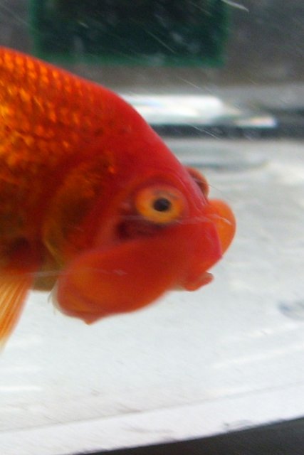 Bubble eye goldfish had eye popped out-Please help! | AquariaCentral.com
