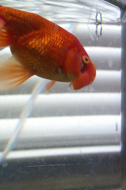 My Goldfishs Eye Fell Out Yahoo Answers My Goldfishs Eye Fell Out Yahoo Answers