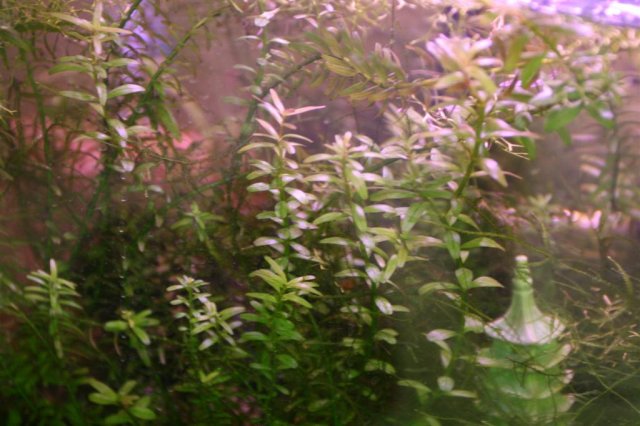 Rotala rotundifolia2.JPG