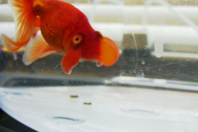 popped bubble eye goldfish