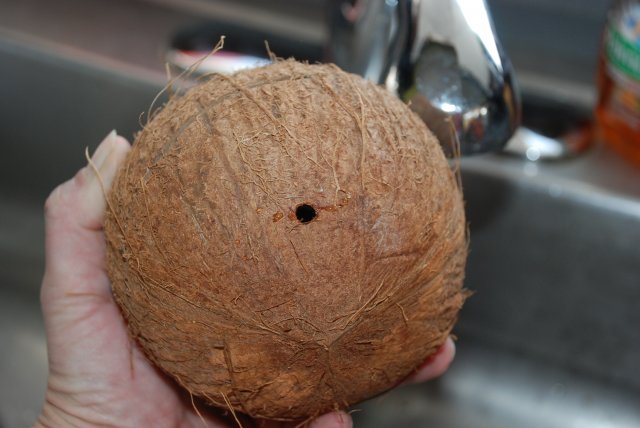 diy coconut breeding hut 002.jpg