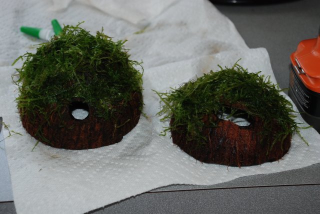 diy coconut breeding hut 009.jpg