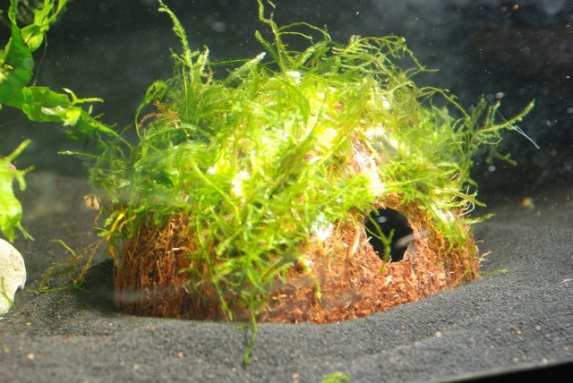 diy coconut breeding hut 010.jpg