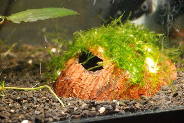 diy coconut breeding hut 012.jpg