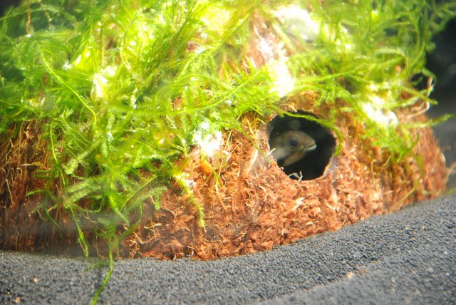 diy coconut breeding hut.jpg