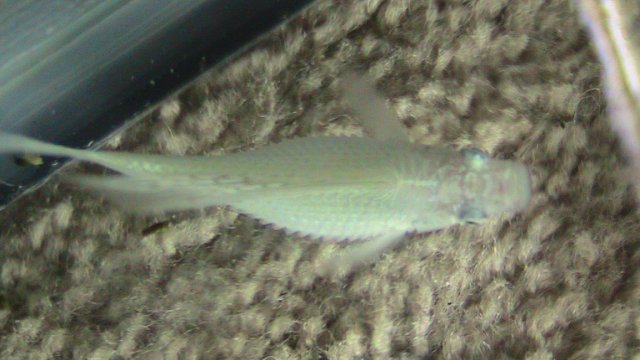 IMG_0245.JPG