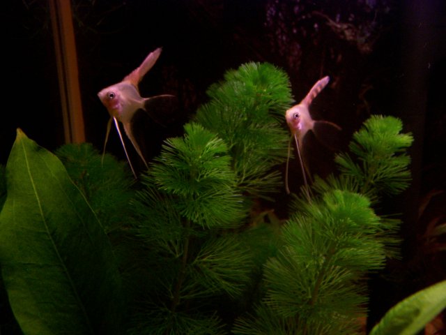 100_0337.JPG