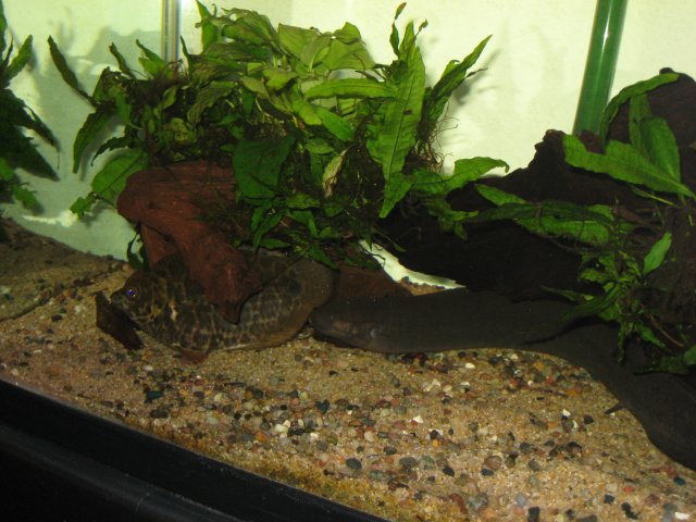 Aquarium 1034.jpg