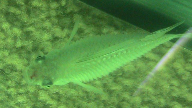 IMG_0246.JPG