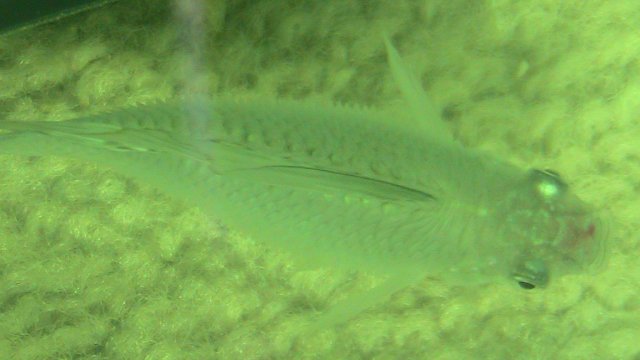 IMG_0248.JPG