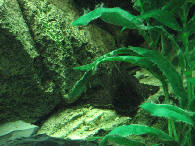 IMG_5463a.jpg