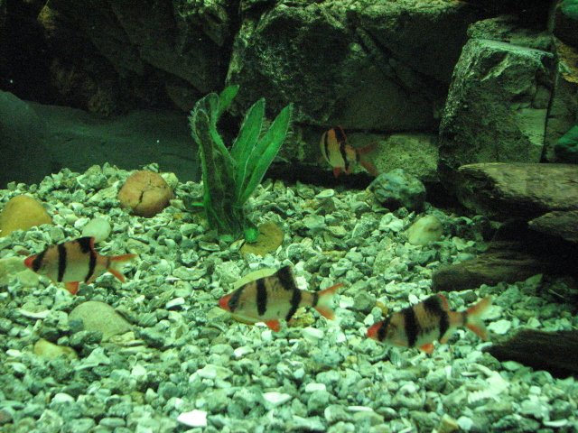 IMG_5469a.jpg