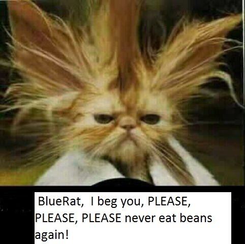 silly-cats-saying-about-blowing-up-kitty-comedy-pic.jpg